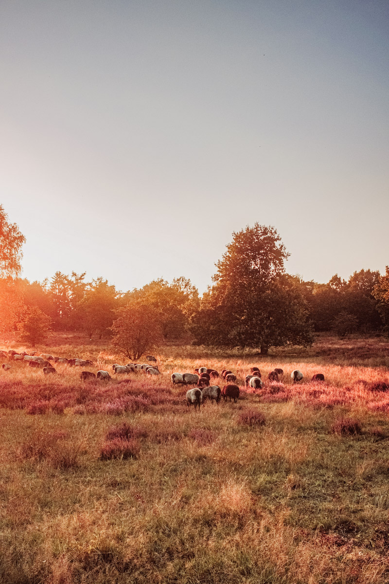 HHHubertus_service_heide--2